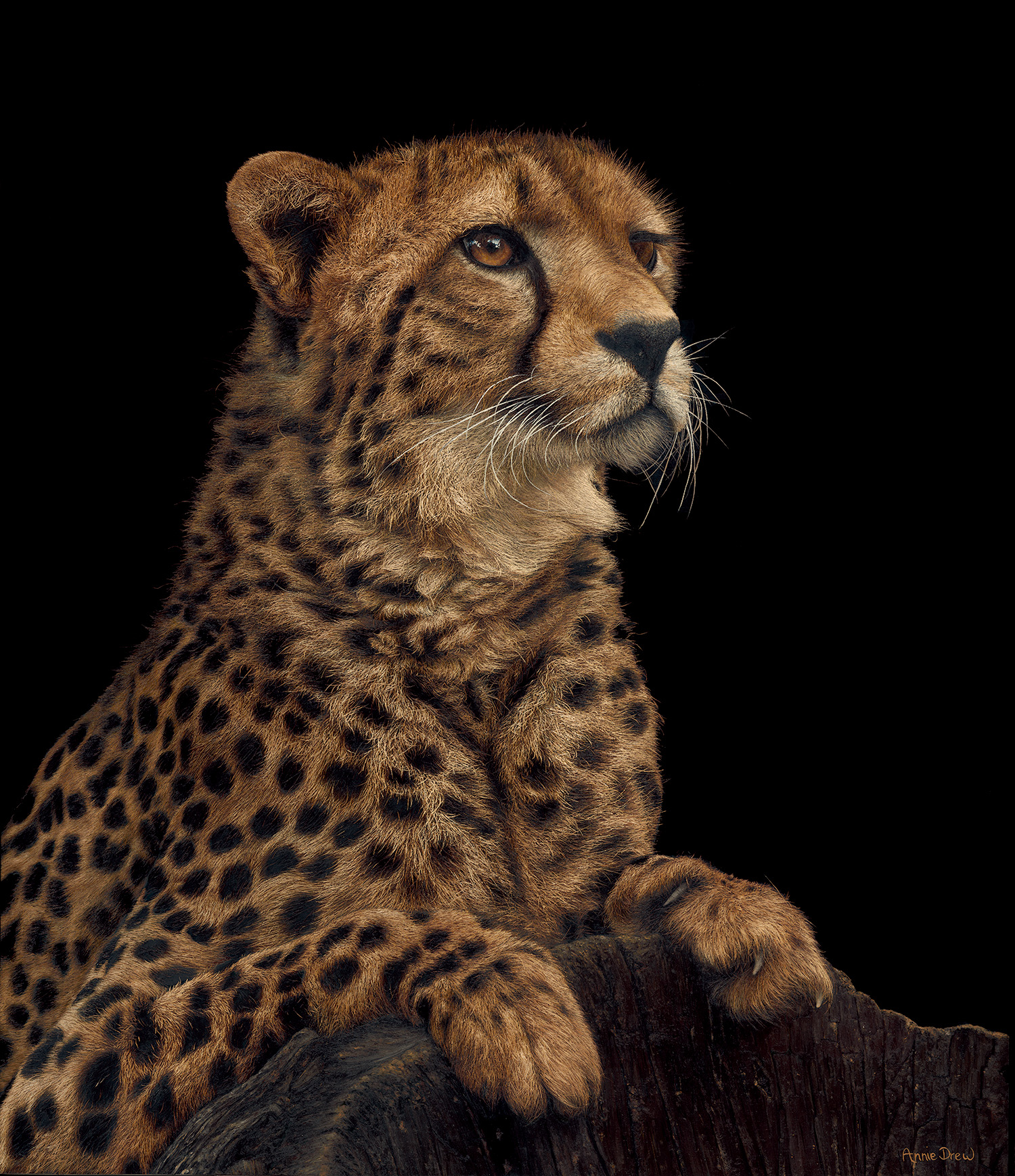 Cheetah Oil Painting - Annie Drew Wildlife Art
